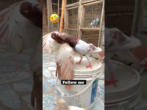 #kabootar #pigeon #birds #pets #kabutar #pigeonbird #birdlovers #shorts #kabootarbazi