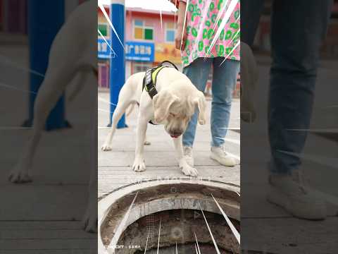 🐶 SUPER LUCKY  💕 🚑💕 ?❤️  | #shorts
