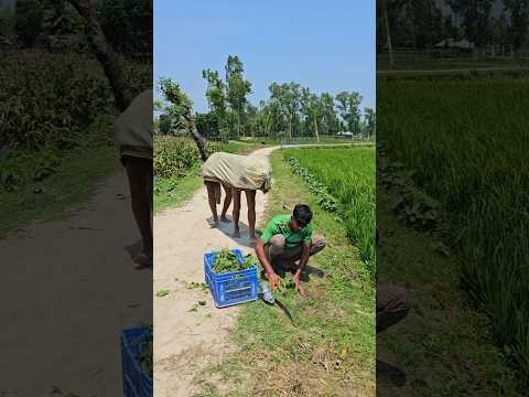 When the cows come to eat grass47