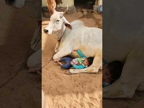ये बंधन तो प्यार का बंधन है 🥰🥰🐄🙏#youtubeshorts #trandingshorts #cowvideos #cow