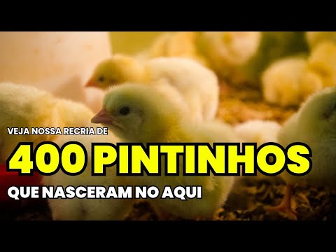 Conheça os PINTINHOS mais incríveis do Criatório Neves - 400 Aves de raças raras!