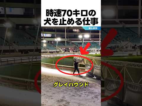 時速70キロの犬を止める仕事