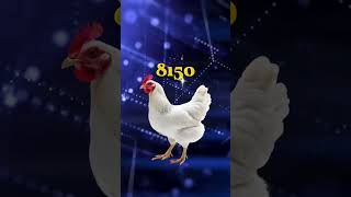 पारंपरिक पोल्ट्री व्यवसायाला आधुनिकतेची नवी दिशा!