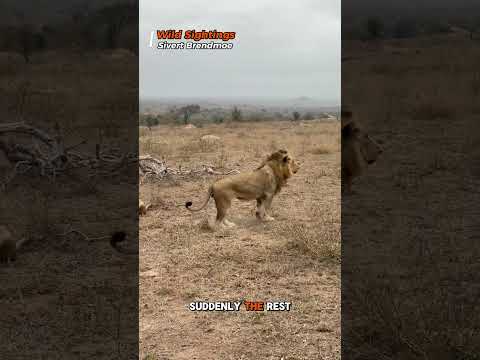 Hyena Clan Rescues Packmate from Ferocious Lion Attack!