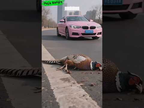 ফিজেন্ট পাখি রাস্তায় পড়ে আছে 😭 #facts #ai #shorts #veo3