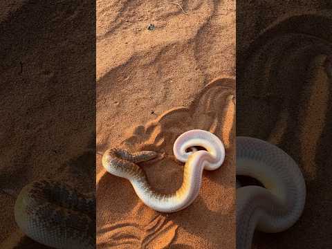 افعي الدساس العربي 😱