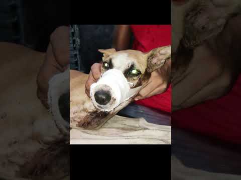 Street Dog with Broken Jaw #shorts #animals #dog #brokenjaw #injured #rescuedog #rescuestories #pets