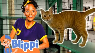 Animal Shelter | Animal Video | Educational Videos for Kids