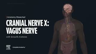 Anatomy Dissected: Cranial Nerve X (vagus nerve)