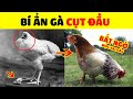 Khám Phá Thế Giới Gà