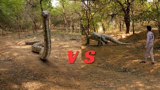 Big Anaconda Vs Komodo Dragon: who wins?