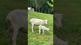 No matter how many times we see it, new life on the farm never gets old. #drberryfarms #SHEEP