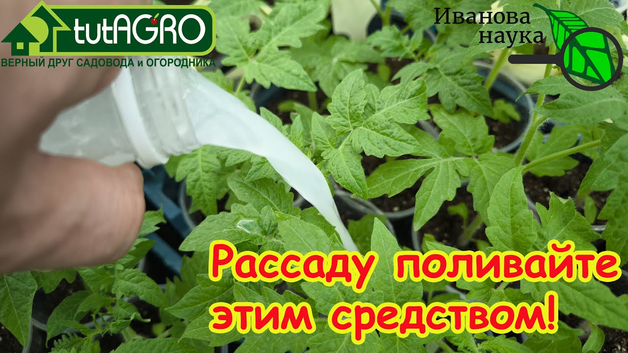 Никогда не выливайте: любая рассада укрепляется прямо на глазах. Не болеет и растёт толстым крепышом