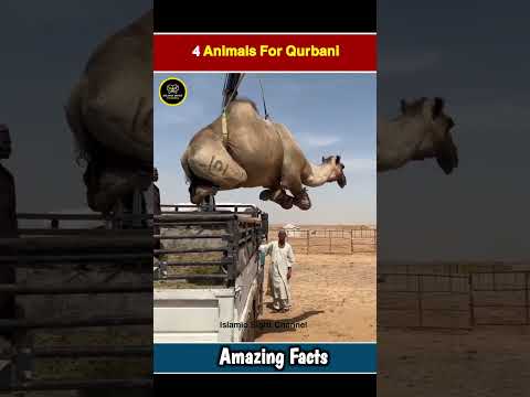 4 Animals For Qurbani | #islamicshorts #shortsfeed #shorts