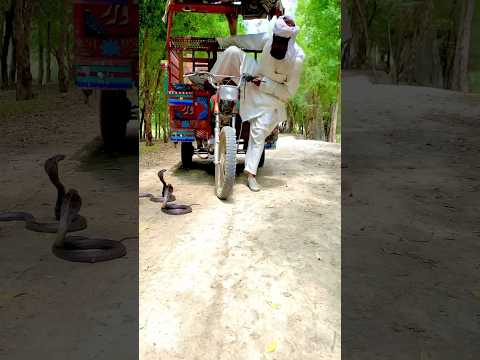 rikshawala bhai khatarnak raste per a raha tha aage khatarnak sampon Ne gher liya#shortvideo #shorts