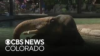YouTube video thumbnail: Denver Zoo Opens Early Monday Amid Heat Advisory Issued for Parts of Colorado