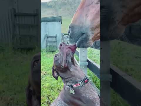 When your dog has a horse friend #horse #dog #funny #funnyhorse #funnypet #animals