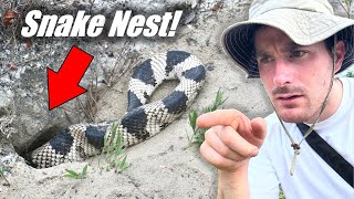 We Found the Snake NEST! - Rare Pine Snakes Laying Eggs!