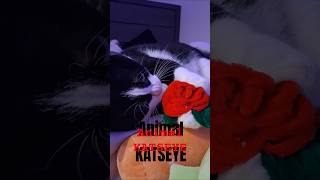 Animal by Katseye✨️🐱 #animal#katseye#kpop#mrcat