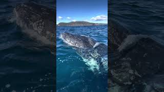 The #whale season is well and truely underway in Tasmania. Mugging event from last week. 🩵