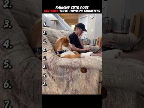 Ranking Cute Dogs Copying Their Owners Moments ๐ #dog #dogs #dogshorts #youtubeshorts