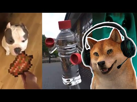 SE VOCÊ RIR, não REINICIE O VÍDEO (é isso mesmo) {VTuber}