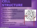 Cell Functions and Processes