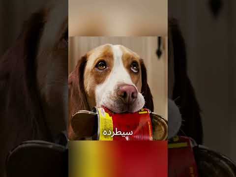 كلب قوي يمتلك مهارات رائعة❤️