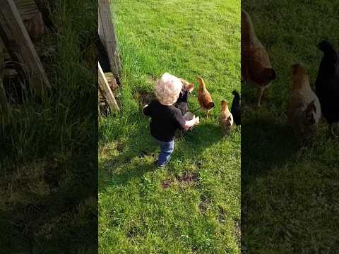 Catching a chicken #chicken #shorts  #toddler #waylonsworld