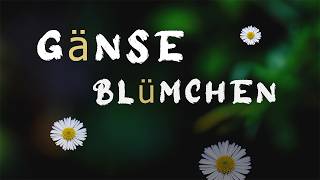 Gänseblümchen