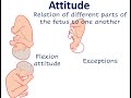 Fetal Positioning and Presentation Concepts
