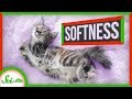 Understanding Softness and Perception