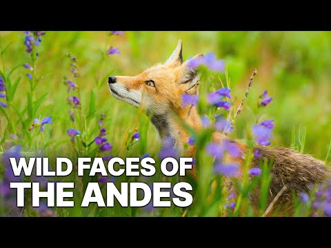 Wild Faces of the Andes | Rare Biodiversity