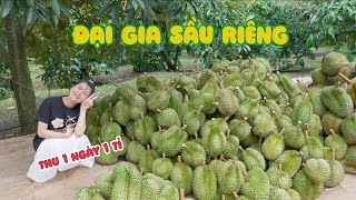 Thu Hoạch Vườn Sầu Riêng Tiền Tỉ Cùng Chị Hồng Thơ