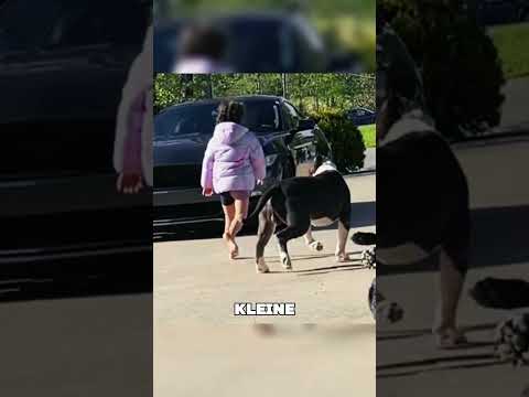 So können Hunde beschützen! #tiere #shorts