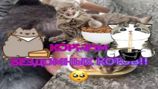 КОРМИМ БЕЗДОМНЫХ КОТОВ// КОТЫ.