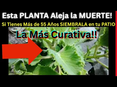 Urgente! La PLANTA Medicinal Más Curativa, Controla la Diabetes y 6 Cosas Más