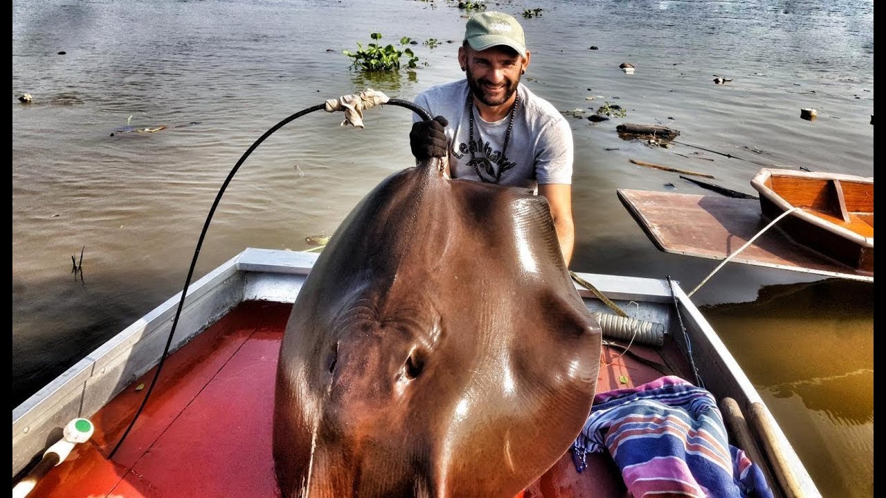 Big stingray in a thailand river - hd by catfish world