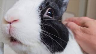 Rabbit gets startled and runs off bed