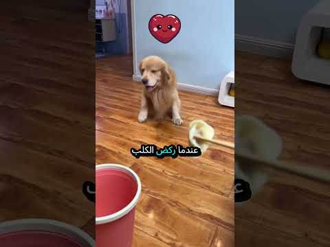 لم يستطع الكلب أكل الطعام! 🐶🍽️