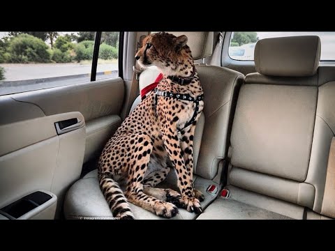 TOP 10 GATOS Más CAROS Del MUNDO