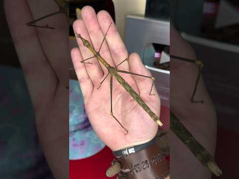 gigantic insect! #insect #bug #terrarium #pokemon #shortswithzita #rock_n_insectes
