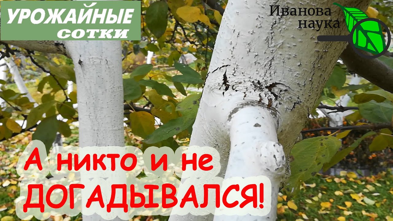 Избавьте сад от рака и других болезней! Сделайте так сейчас и в любое время!