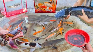 Catch giant catfish, there are snakehead fish, snakehead fish, koi fish, ornamental fish crabs eels