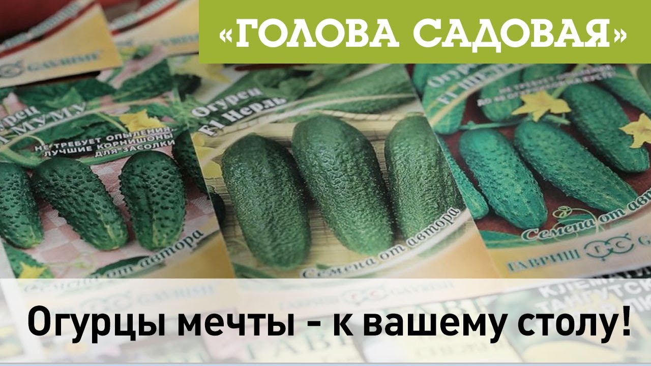 Огурцы мечты - к вашему столу!