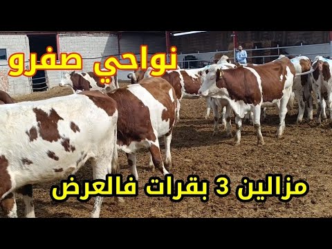 3 بقرات مونبيليارد وفيهم 6000 درهم الدعم مزالين للبيع بثمن مناسب 0673247964 و 0671953847