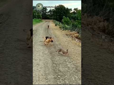 German Shepherd vs Rabbit | Intense High-Speed Chase Caught on Camera