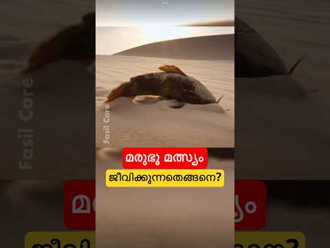 മരുഭൂ മത്സ്യം