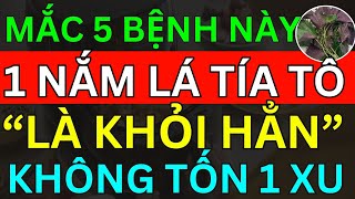 Bác Sĩ Mách 5 Bệnh Khó Chữa Này Chỉ Ăn NẮM LÁ TÍA TÔ Là "KHỎI HẲN KHÔNG TỐN 1 XU" Cực Kỳ Lành Tính