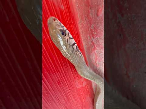 #snakevideo #snakebite #wildlife #animals #ratsnake #viral @Panchal_Ji_Snake_Expert #shorts